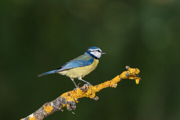 herrerillo común posado en una rama con musgo y líquenes (Cyanistes caeruleus)​