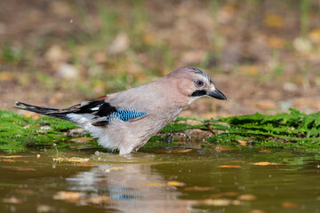 arrendajo euroasiático​ bebiendo y bañándose en la charca (Garrulus glandarius) 