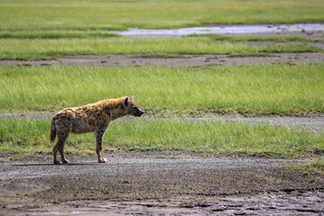Nakuru National Park Safari Tour