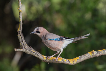 arrendajo euroasiático posado en una rama con líquenes (Garrulus glandarius)