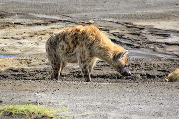 Nakuru National Park Safari Tour