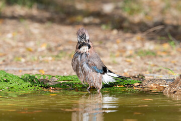 arrendajo euroasiático​ bebiendo y bañándose en la charca (Garrulus glandarius)