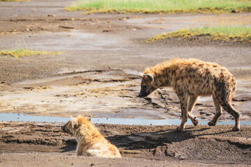Nakuru National Park Safari Tour
