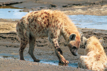 Nakuru National Park Safari Tour