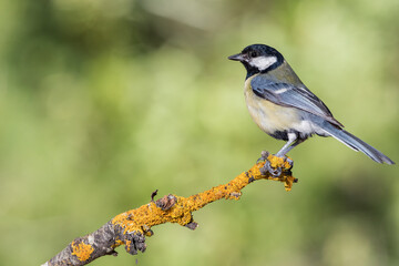 carbonero común (Parus major) posado en una rama