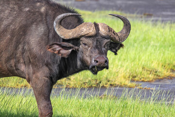 Nakuru National Park Safari Tour