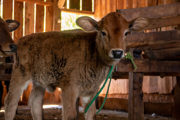 Vaca