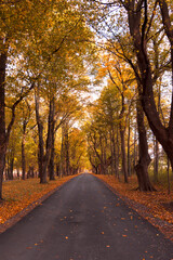 Fototapeta na wymiar A straight lane is lined with maple trees in the fall in Wisconsin.