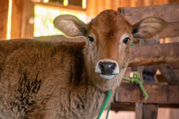 Vaca