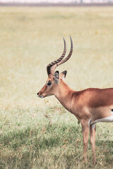 Nakuru National Park Safari Tour