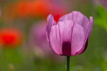 Violett-rosafarbene Blüte des Schlafmohns vor dem Hintergrund des Schlafmohnfeldes mit rotem Mohn