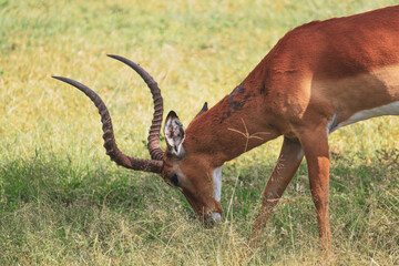 Nakuru National Park Safari Tour