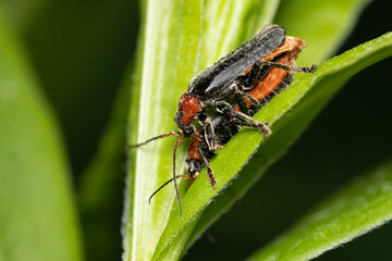 owad omomiłek szary akt płciowy, rozmnażanie