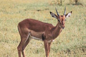 Nakuru National Park Safari Tour