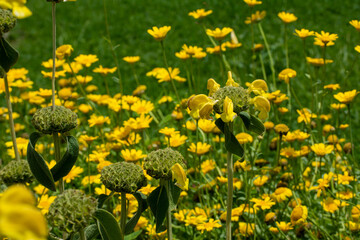 Yellow flowers in the park. A visual feast with yellow flowers. Fragrant flowers. Selective focus.
