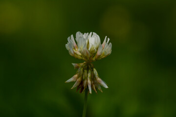 Trifolium repens