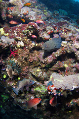 Colorful coral reef with many fishes and moray.