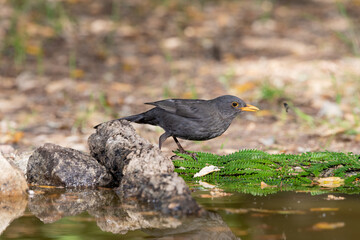 mirlo com&uacute;n en el estanque del parque (Turdus merula)