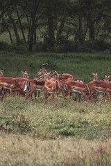 Nakuru National Park Safari Tour