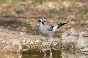 arrendajo euroasiático​ (Garrulus glandarius) bebiendo y bañándose en la charca 