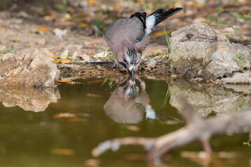 arrendajo euroasiático​ bebiendo y bañándose en la charca (Garrulus glandarius)