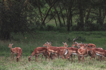 Naklejka na ściany i meble Nakuru National Park Safari Tour