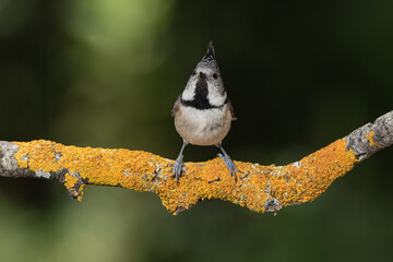 herrerillo capuchino (Lophophanes cristatus) posado en una rama con líquenes  © JOSE ANTONIO