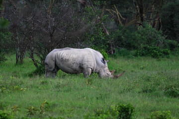 Obraz premium Nakuru National Park Safari Tour
