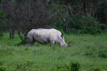 Foto op Plexiglas Nakuru National Park Safari Tour © Michael