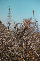 Vegetación de Almeria Planta con Espinas y Mar de Fondo.