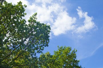 Part of the crown of a deciduous tree against a background of blue sky and clouds. The branches of a tree with green foliage are in the lower left corner of the image. Bottom view.