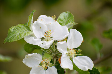 Białe kwiaty w ogrodzie © Paweł Kacperek