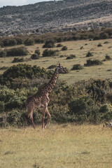 Maasai Mara National Park Safari Tour