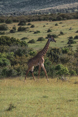 Maasai Mara National Park Safari Tour