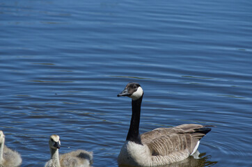 A Canadian Goose Family in the Water