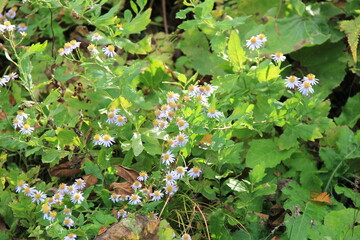 たくさん花を咲かせているノコンギク