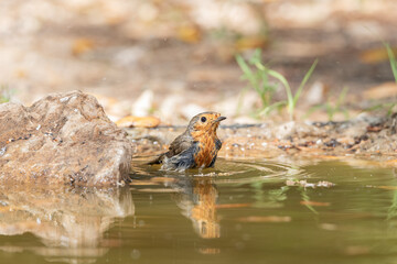 petirrojo europeo bañándose en el estanque del parque (Erithacus rubecula) 