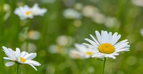 Fototapeta premium Marguerite