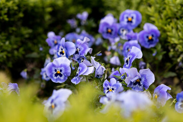 plenty of blue pansies in a garden