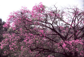 Obraz na płótnie Canvas Tree Pink Flowers Autumn