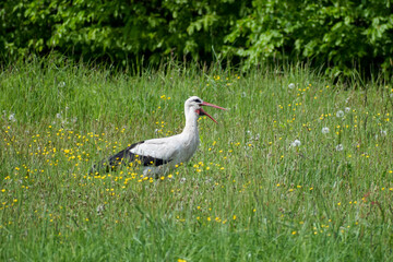 Biały Bocian namlace schowany w trawie