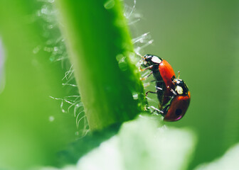 ladybird on a leaf