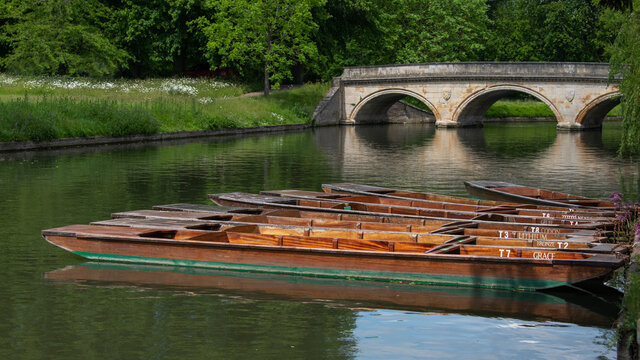 empty wooden punts are moored up on the bank of the river Cam in Cambridge. In the background is the Trinity bridge. there are no people in the image