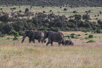 Fototapeta premium Maasai Mara National Park Safari Tour