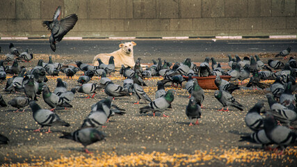 Obraz premium flock of birds