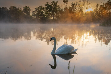 White swan looking for breakfast during sunrise