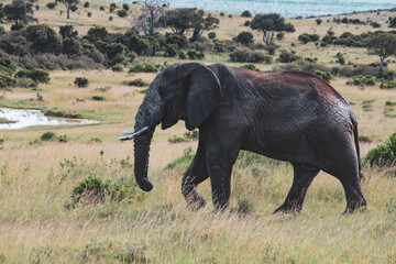 Fototapeta premium Maasai Mara National Park Safari Tour