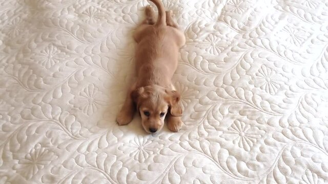 English Cocker Spaniel puppy playing on the bed. Little dog barks, growls and bounces.