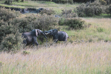 Maasai Mara National Park Safari Tour
