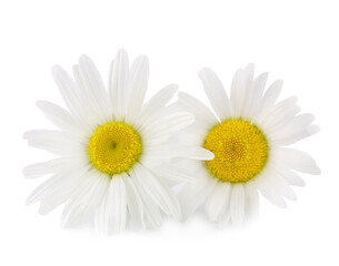 Chamomile flowers isolated on white background